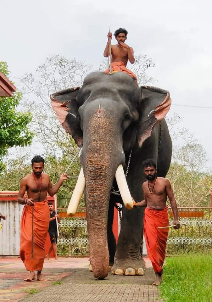 famous elephants in kerala