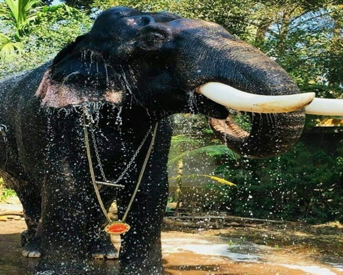 Elephants in Kerala