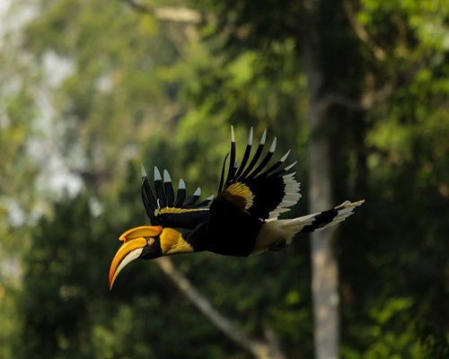 Bird Sanctuaries