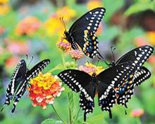 Butterfly Parks