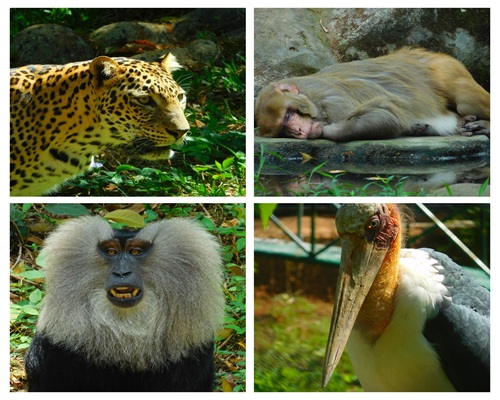 Zoological Parks