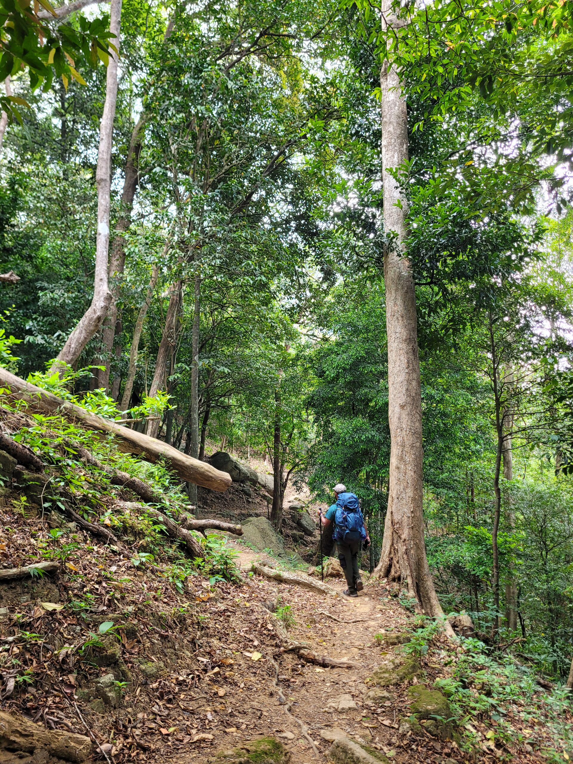 Agasthyarkoodam mountain summit view inside UNESCO biosphere reserve 