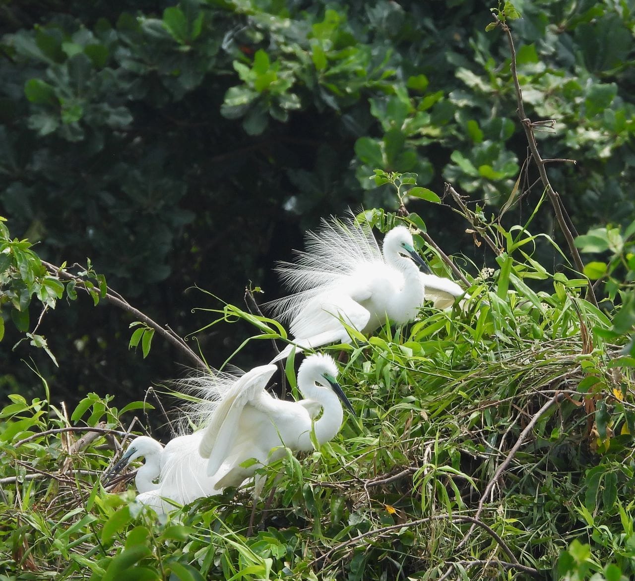 Kumarakom Bird Sanctuary Kottayam
