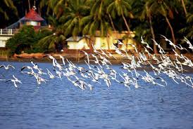 Kadalundi Bird Sanctuary Kerala