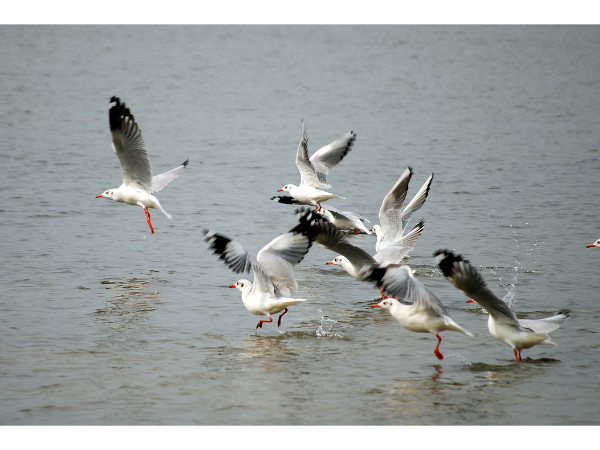 Kadalundi Bird Sanctuary tourist place 