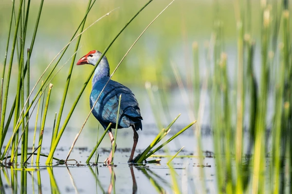 Kumarakom Bird Sanctuary Kerala