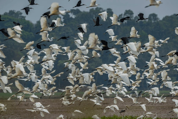  Kumarakom Bird Sanctuary 