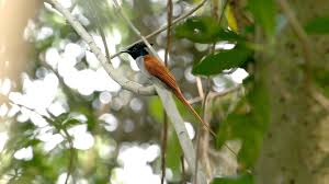 Mangalavanam Bird Sanctuary tourist place 