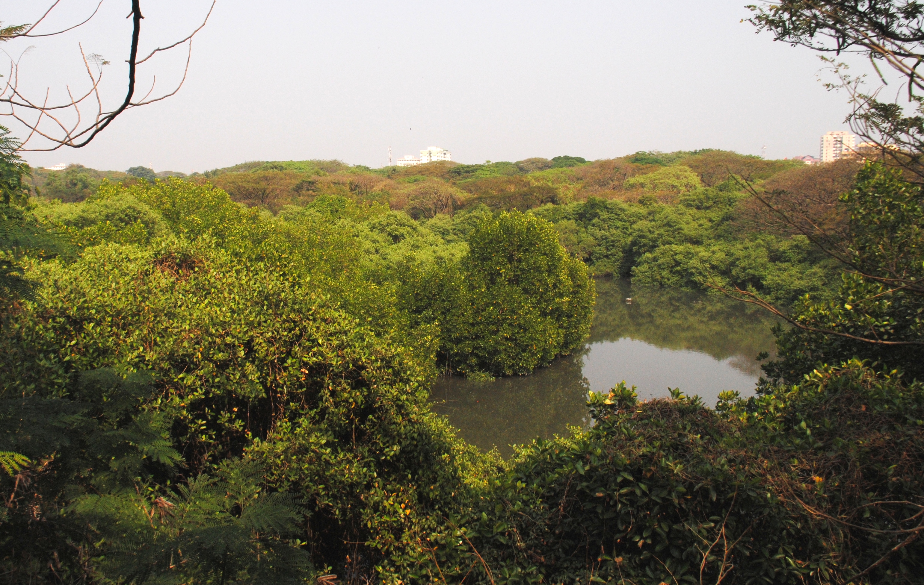 Mangalavanam Bird Sanctuary in Kochi