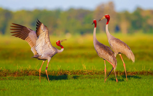  Thattekad Bird Sanctuary wild life 