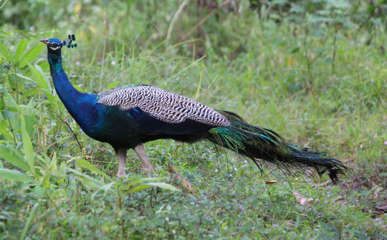 Muthanga Botanical Garden Kerala