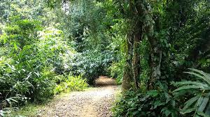  Jawaharlal Nehru Tropical Botanic Garden view 