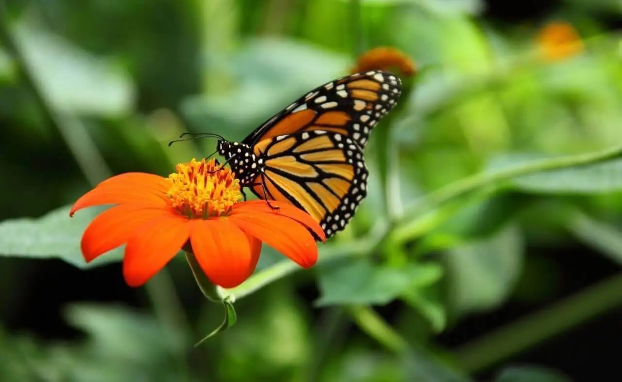 Thenmala Butterfly Safari Park - Asia's first Butterfly safari park