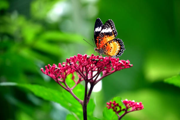 Adakkaputhur Samskriti Butterfly Garden Kerala
