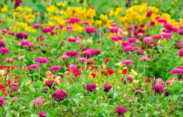  Adakkaputhur Samskriti Butterfly Garden view 
