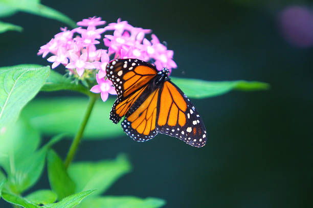 Adakkaputhur Samskriti Butterfly Garden tourist place 