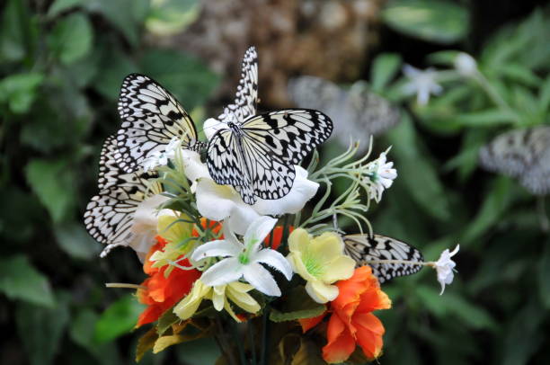 Adakkaputhur Samskriti Butterfly Garden in Vellinezhi, Palakkad
