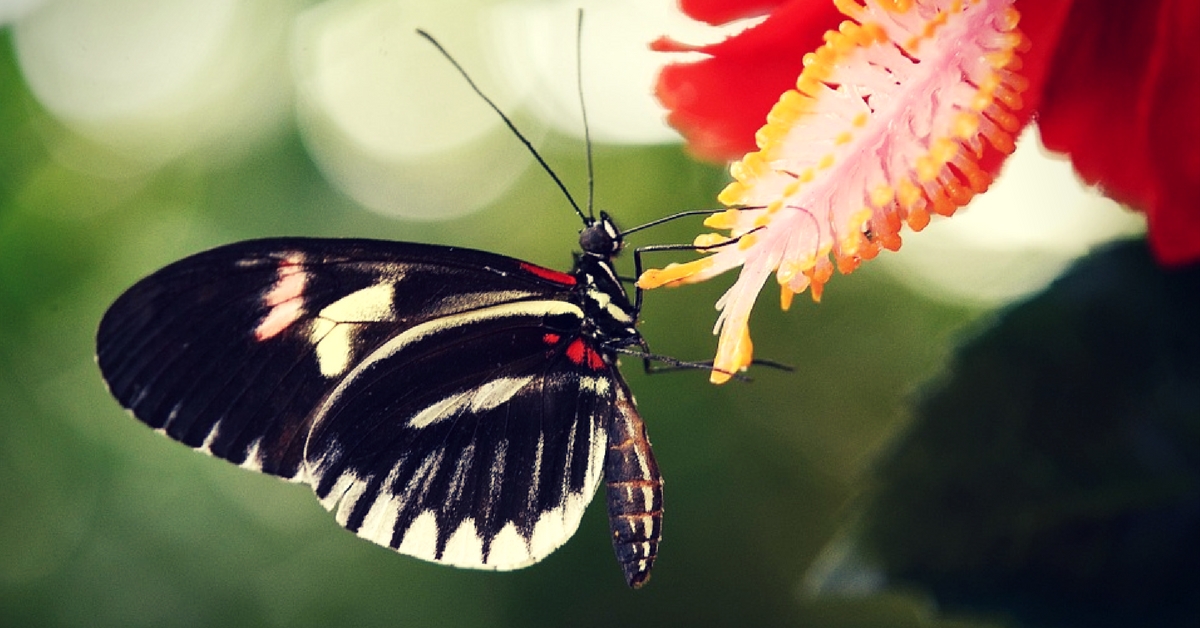 Nilambur Butterfly Garden Kerala
