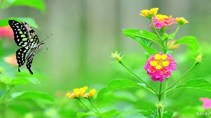  Nilambur Butterfly Garden view 