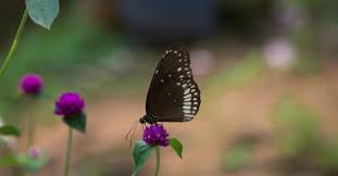 Nilambur Butterfly Garden tourist place 