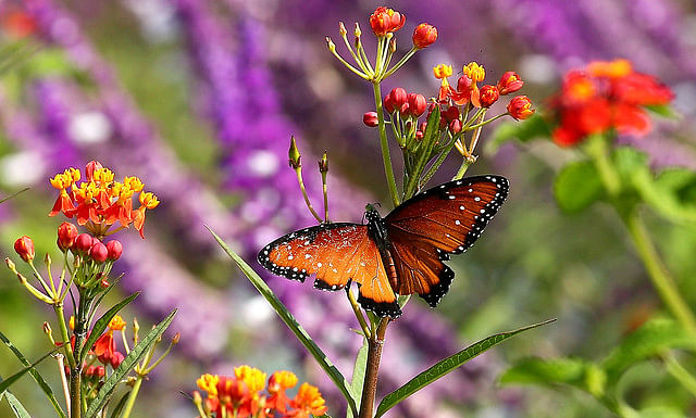  Butterfly Garden Chellarkovil view 