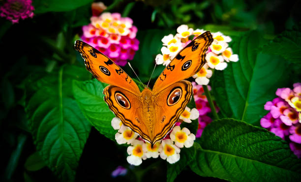 Butterfly Garden Chellarkovil in Thekkady
