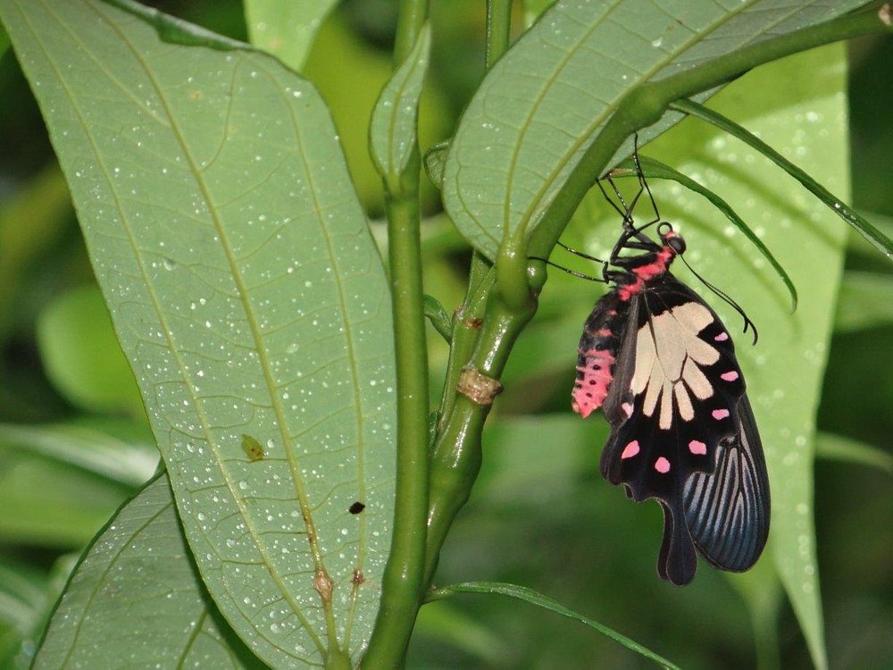 Thenmala Butterfly Safari Park Kerala