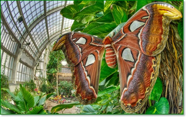 Thenmala Butterfly Safari Park tourist place 