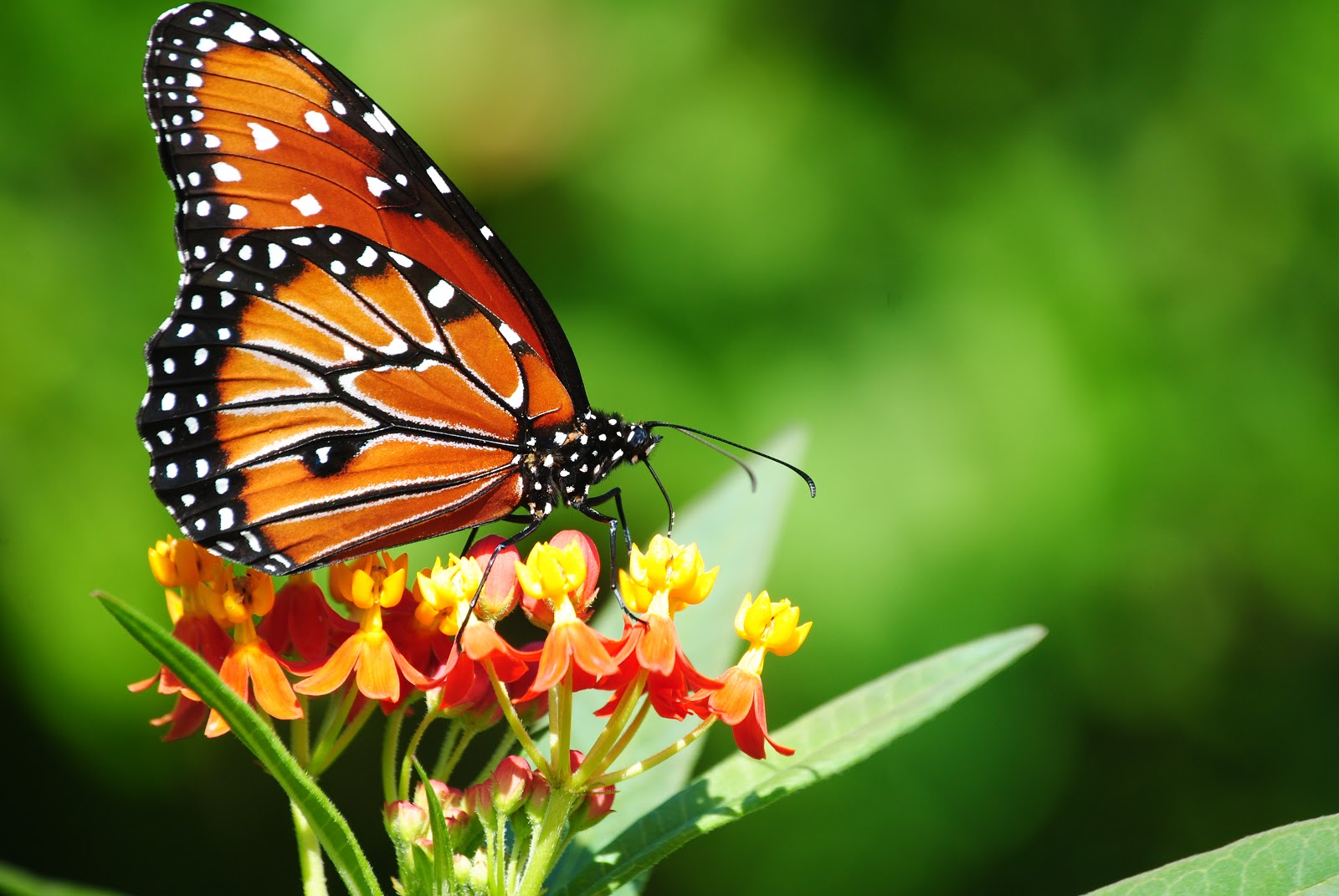Thenmala Butterfly Safari Park in Kerala