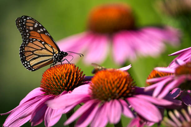 Thumboormozhi Butterfly Garden Kerala