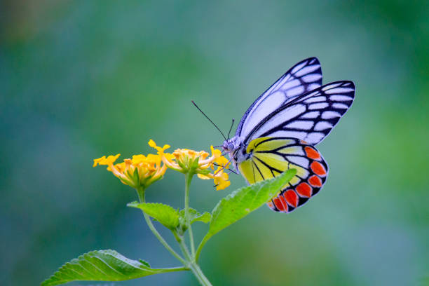 Thumboormozhi Butterfly Garden in Kerala