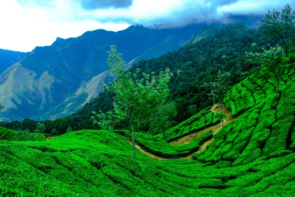 Munnar Hill Station Kerala