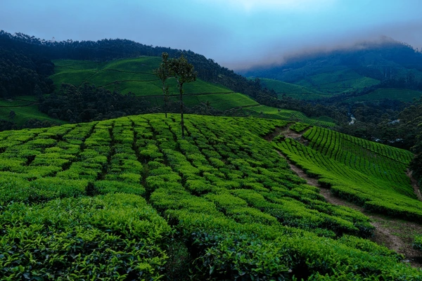  Munnar Hill Station view 