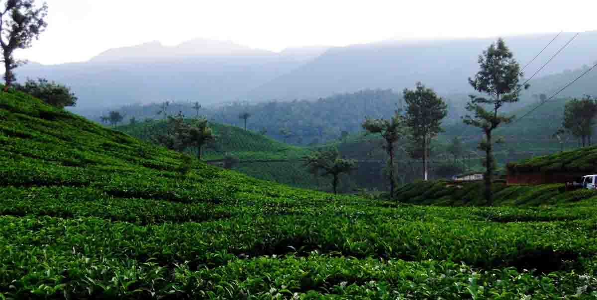 Wayanad Hill Station tourist place 