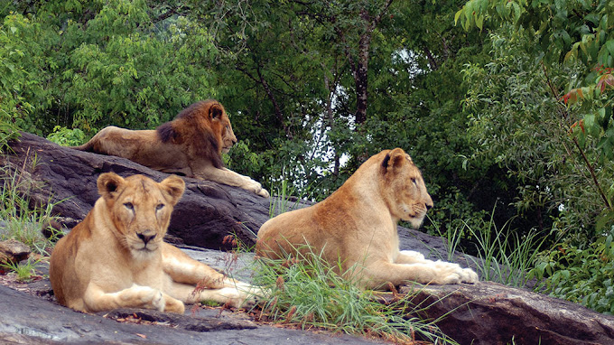 
Neyyar Wildlife Sanctuary