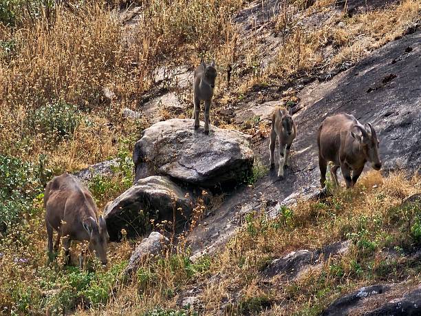  Eravikulam National Park 