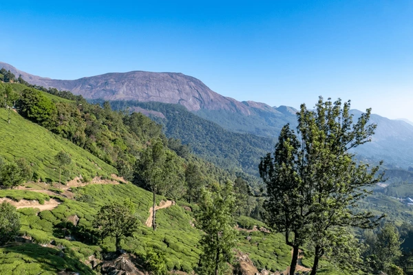 Anamudi Shola National Park Kerala