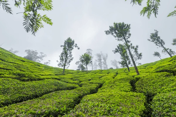 Mathikettan Shola National Park  Kerala