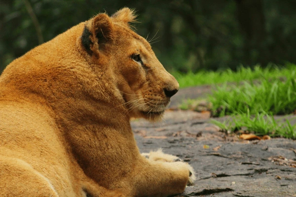  Neyyar Wildlife Sanctuary 