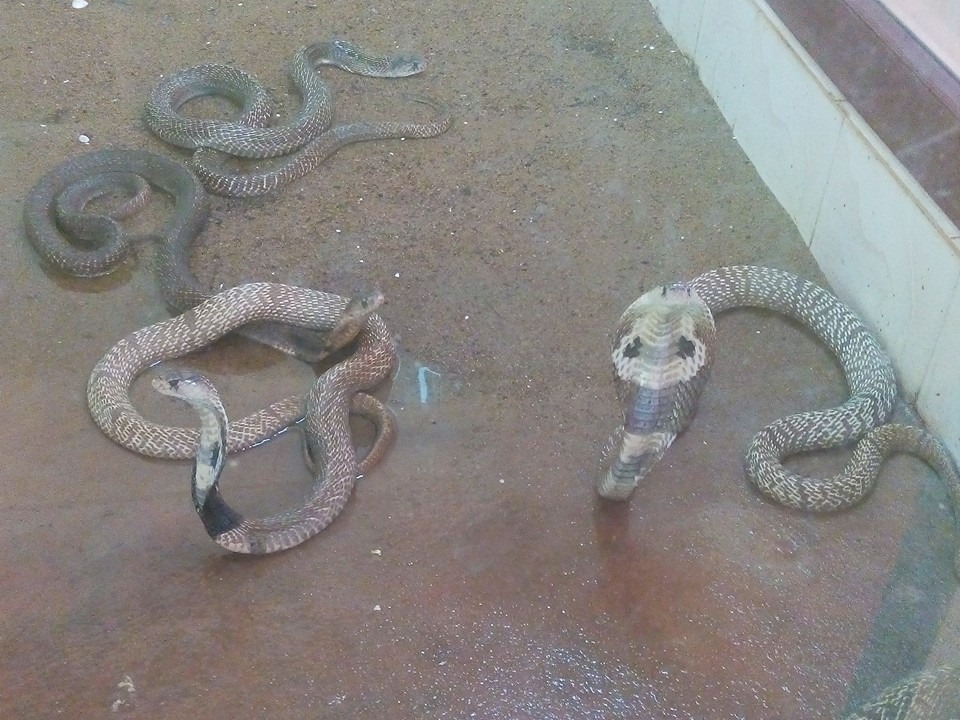 Reptile House in Thiruvananthapuram Zoo Kerala