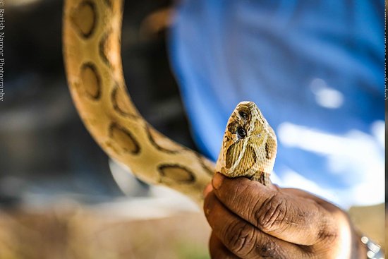 Parassinikkadavu Snake Park Kerala