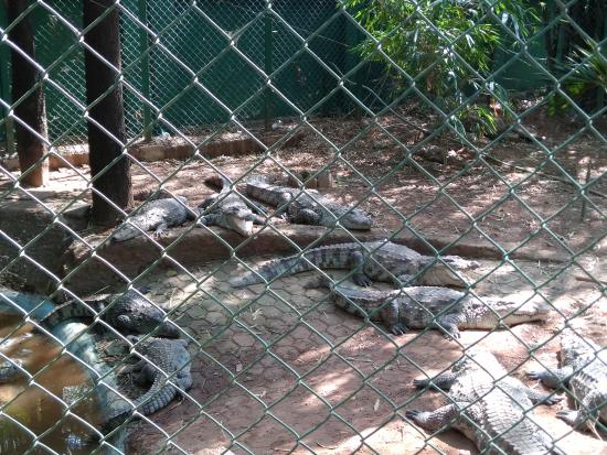  Parassinikkadavu Snake Park view 