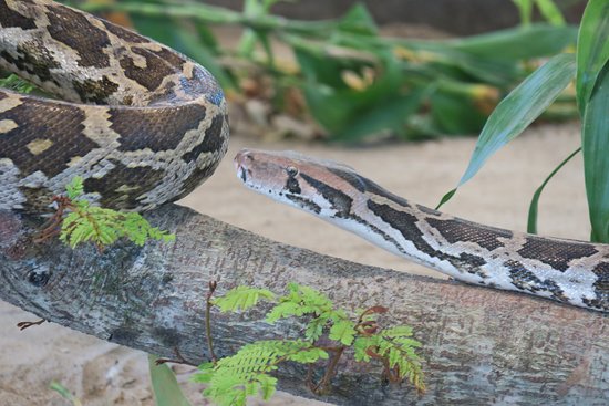 Parassinikkadavu Snake Park tourist place 