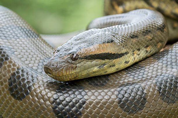 Snake Park Poojapura in Thiruvananthapuram