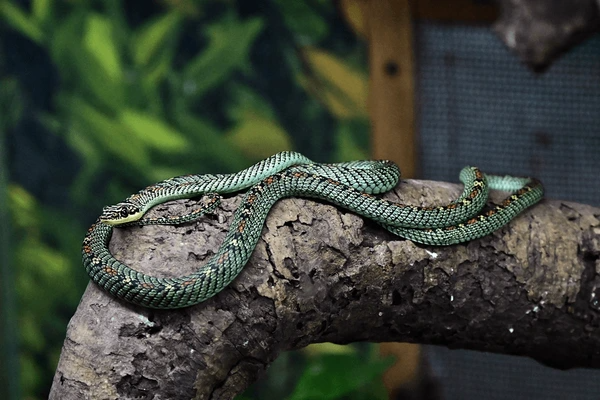 Reptile House Kerala