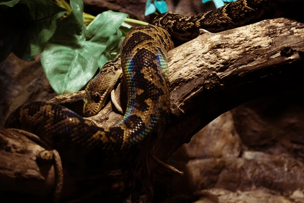  Reptile House tvm view 
