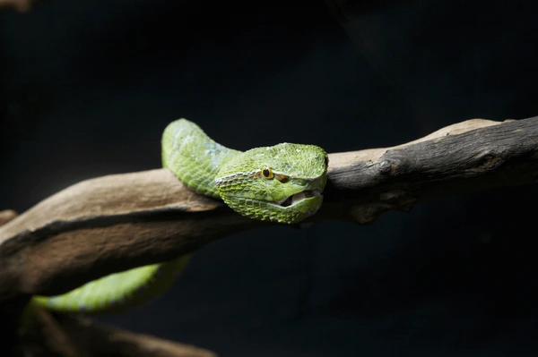 Reptile House tourist place 