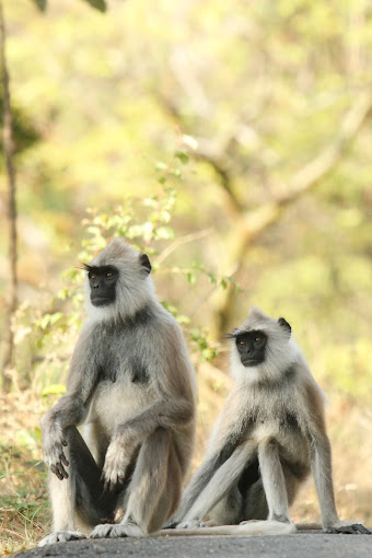  Chinnar Wildlife Sanctuary view 