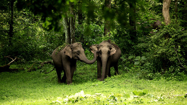 Wayanad Wildlife Sanctuary Kerala