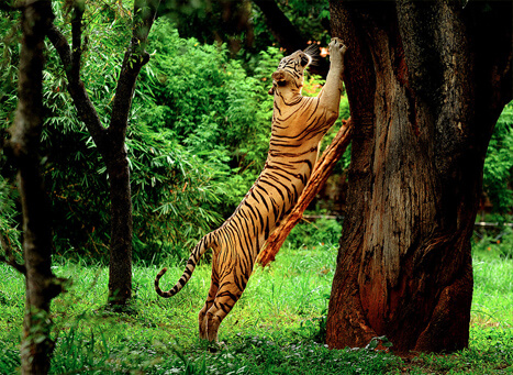  Wayanad Wildlife Sanctuary view 